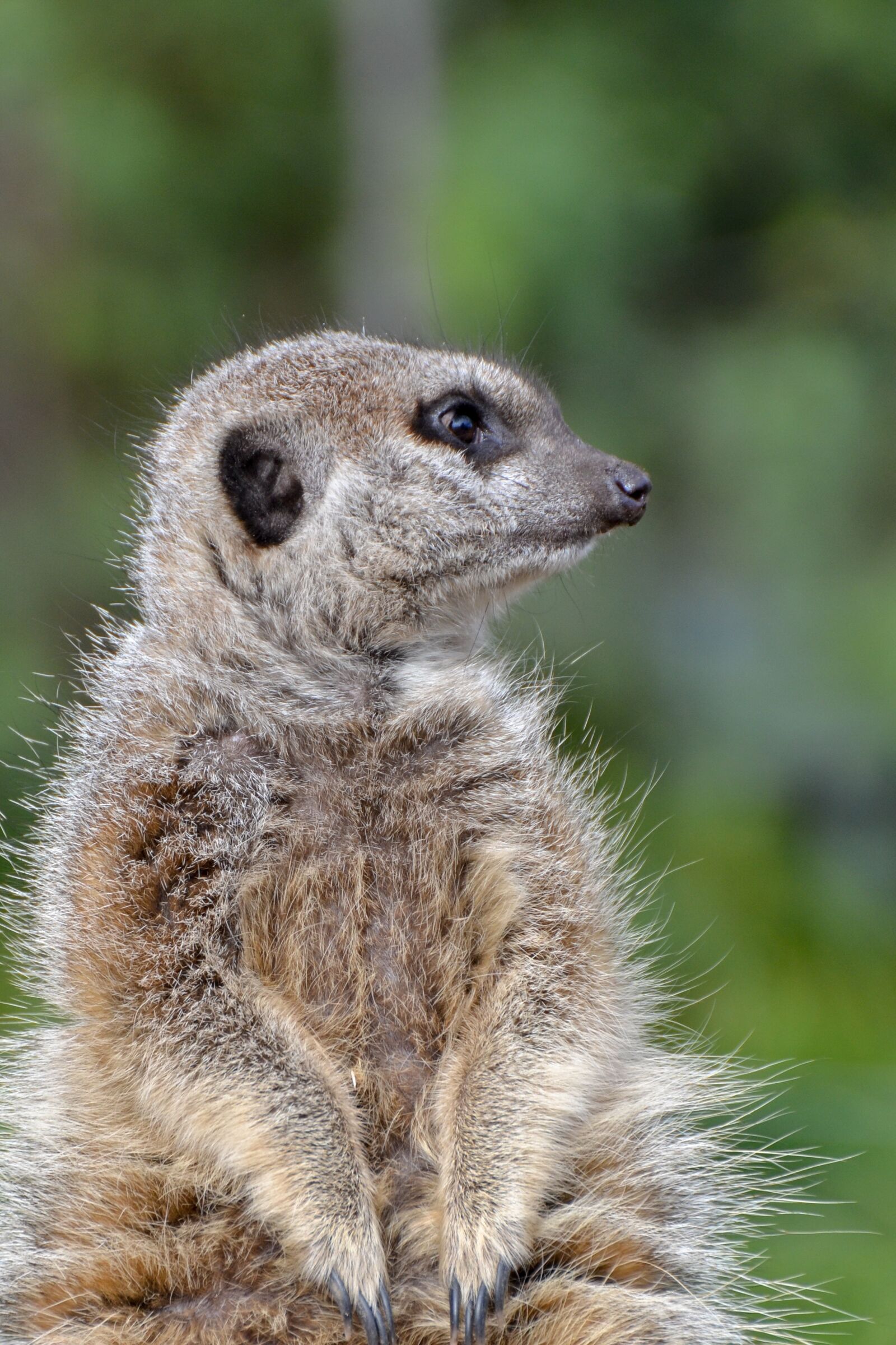 Nikon D5100 sample photo. Meerkat, animal, africa photography