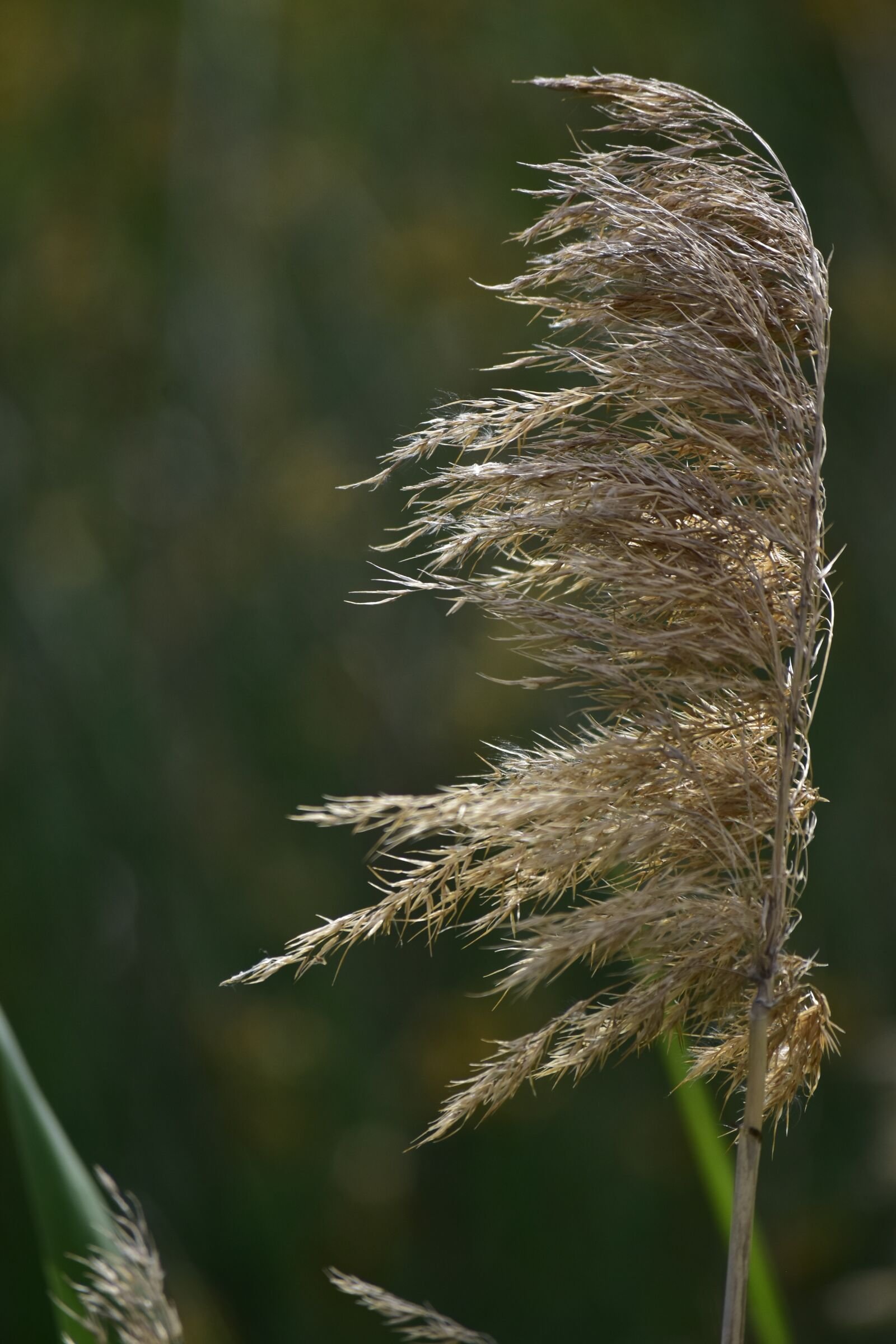 Nikon D5500 sample photo. Flower, brush, bush photography