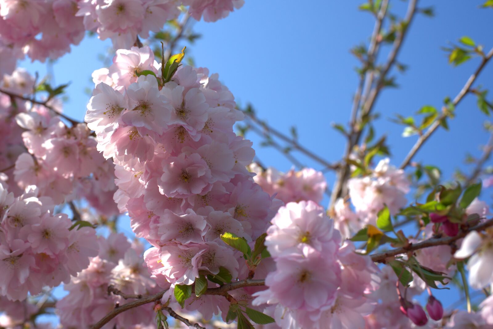 Sony a7 II + Sony FE 50mm F2.8 Macro sample photo. Cherry tree, cherry blossom photography