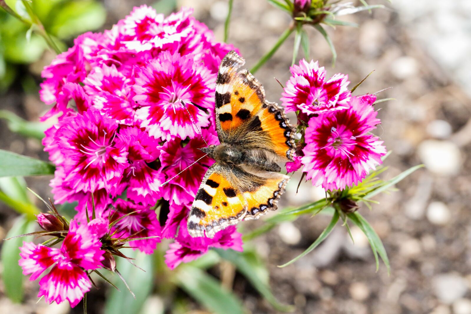 Canon EF 100mm F2.8L Macro IS USM sample photo. Butterfly, flower, nature photography