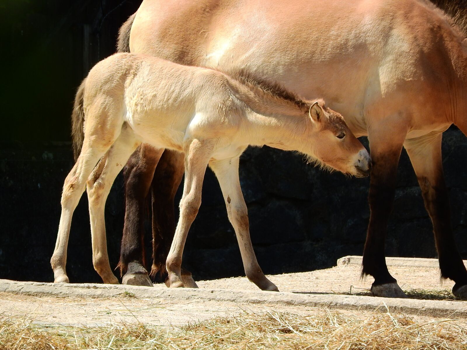 Nikon Coolpix P610 sample photo. Przewalski's horse, equus przewalskii photography