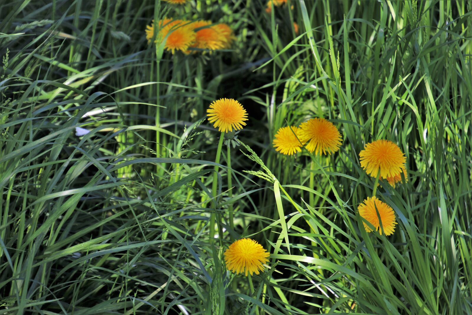 Canon EOS 80D sample photo. Spring, nuns, lawn photography
