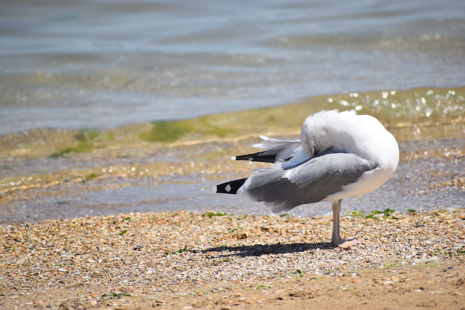 Nikon D5600 sample photo. Seagull, gull, bird photography