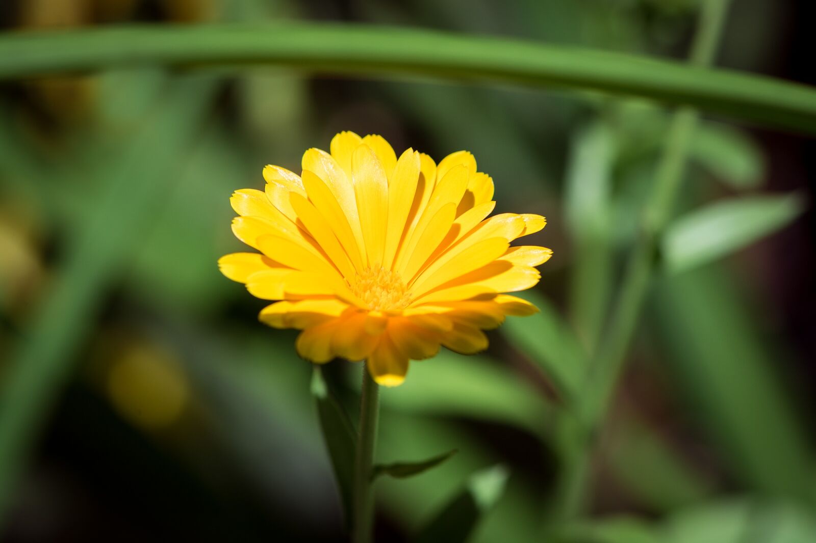 Nikon D7100 sample photo. Marigold, calendula officinalis, flower photography
