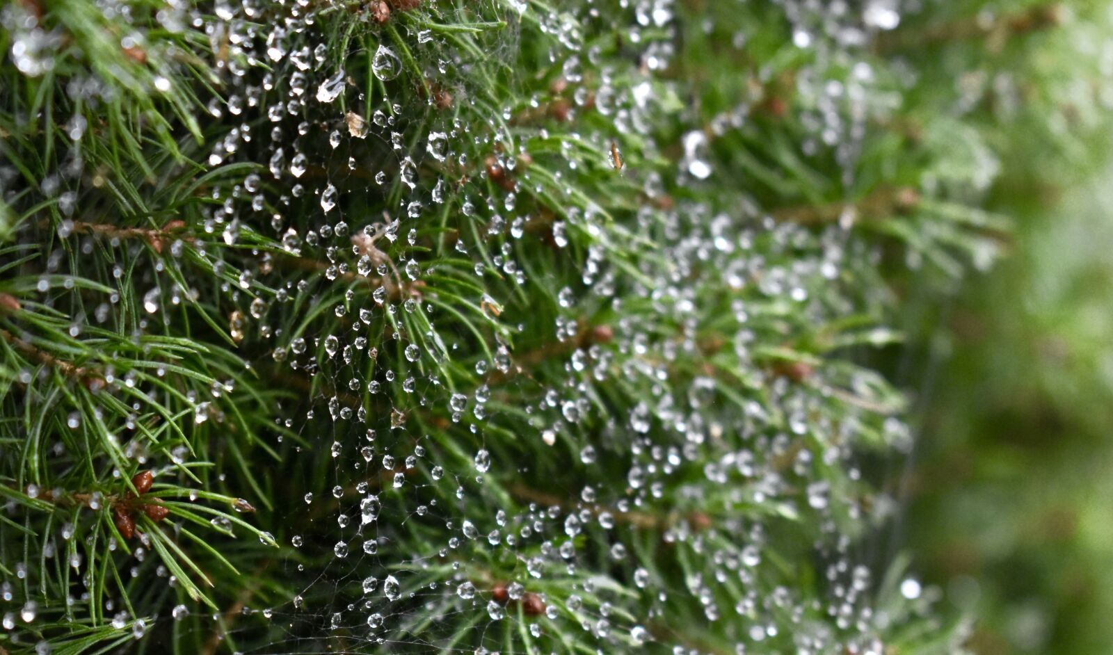 Nikon D3400 sample photo. Tree, fir, water photography