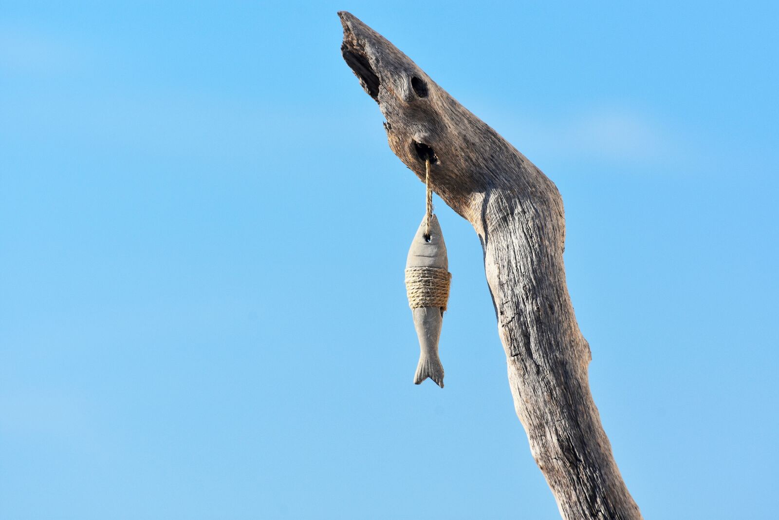 Nikon D7200 sample photo. Fish, blue, sea photography