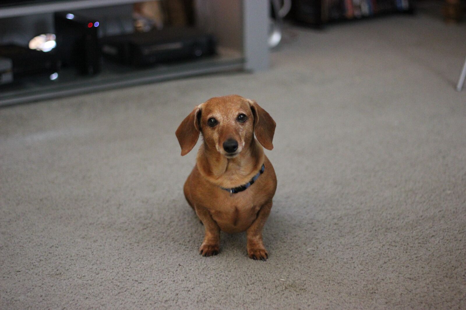 Canon EOS 550D (EOS Rebel T2i / EOS Kiss X4) sample photo. Dog, dachshund, pet photography