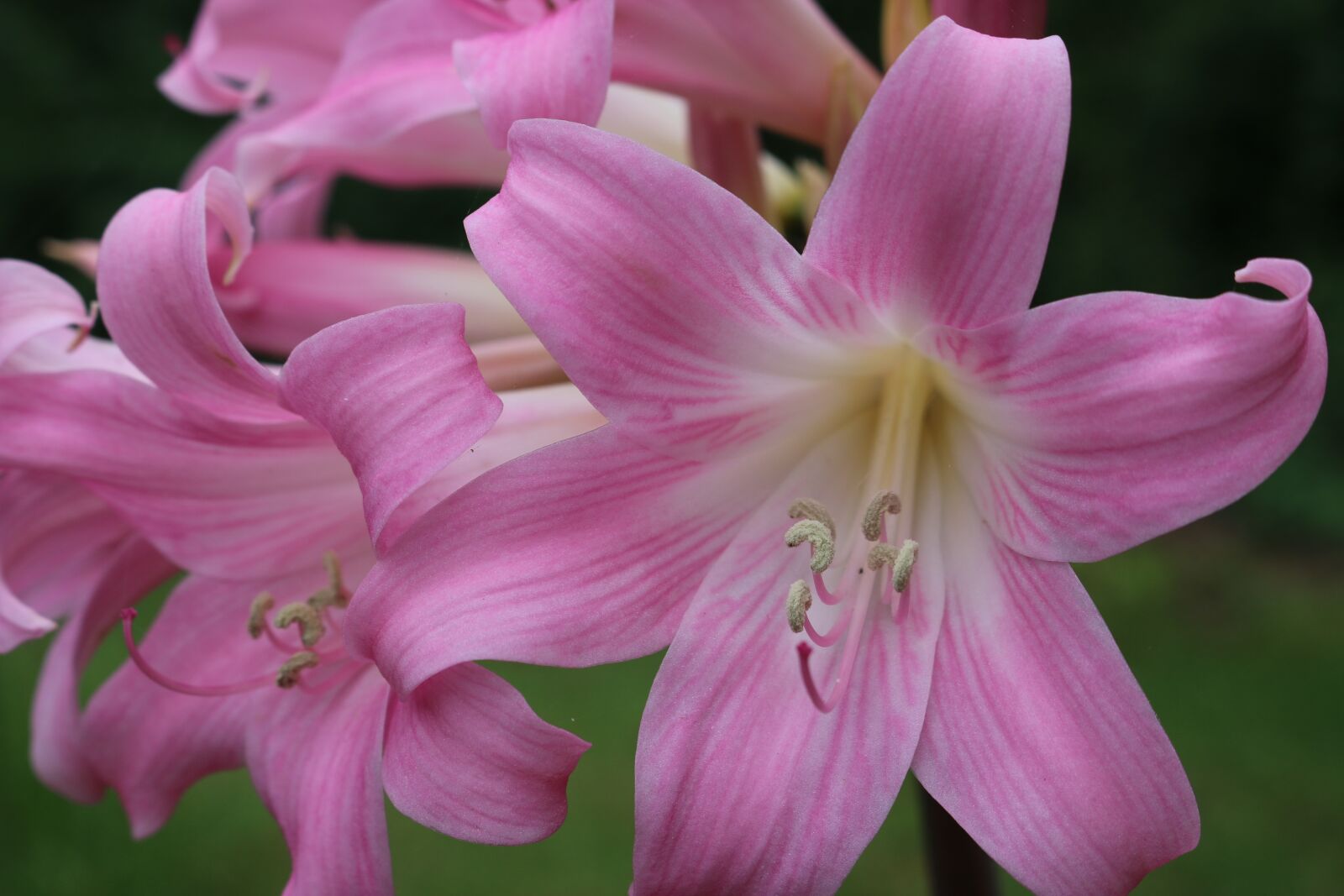 Canon EOS 70D sample photo. Pinkflower, pink, flower photography