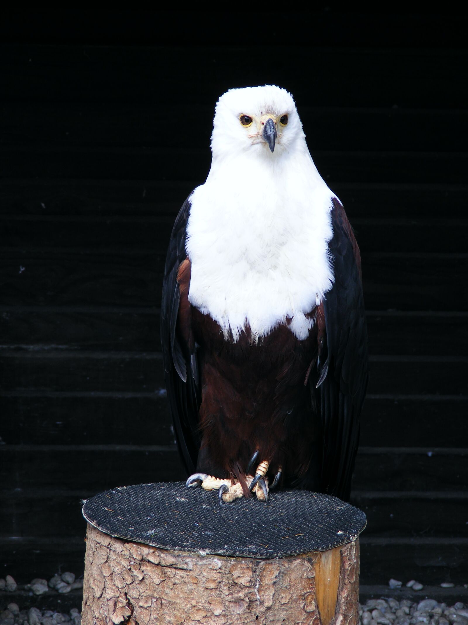 Fujifilm FinePix S5700 S700 sample photo. Adler, screaming eagles, bird photography