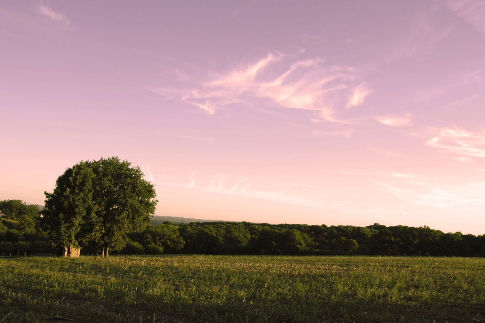 Nikon D5600 sample photo. Field, landscape, nature photography