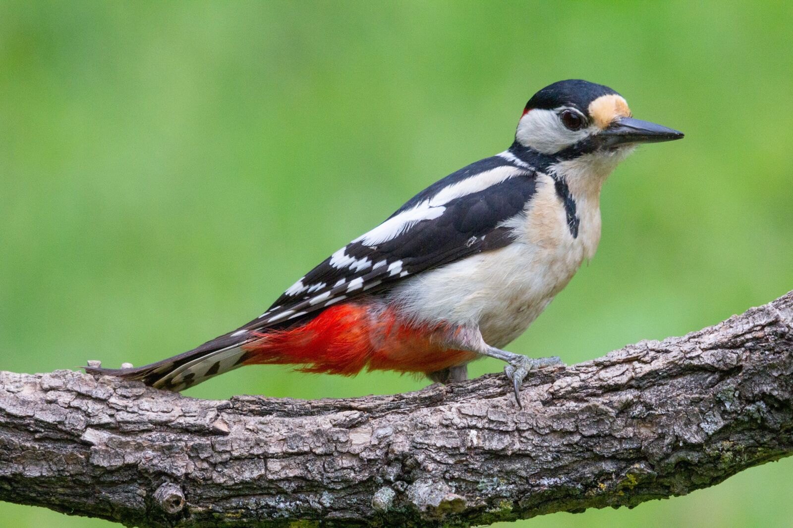 Canon EOS 60D sample photo. Woodpecker, bird, animal photography