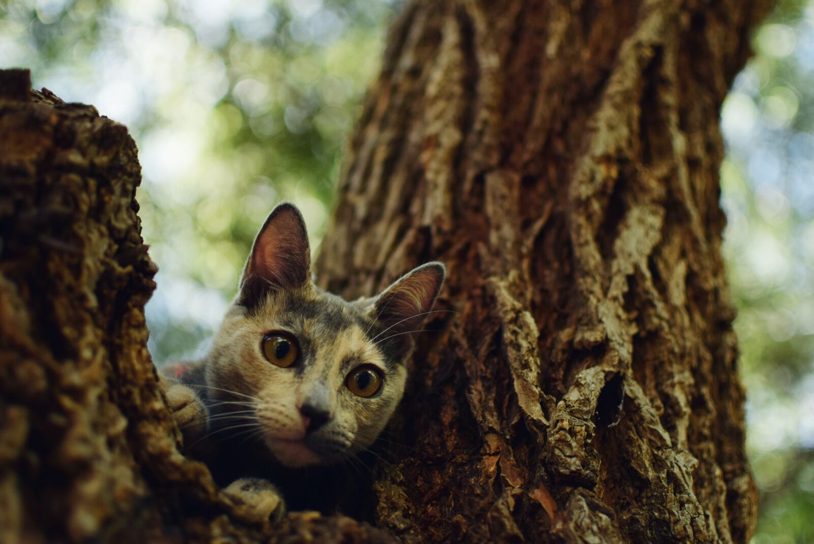Nikon D3300 sample photo. Cat, animal, pet photography