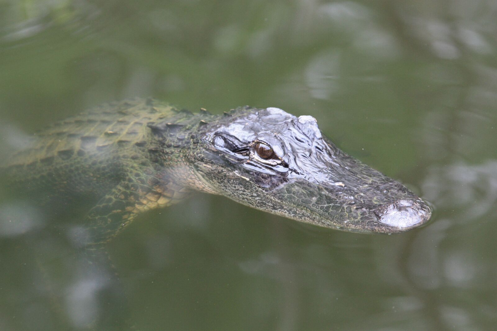 Canon EOS 450D (EOS Rebel XSi / EOS Kiss X2) sample photo. Alligator, florida, baby alligator photography