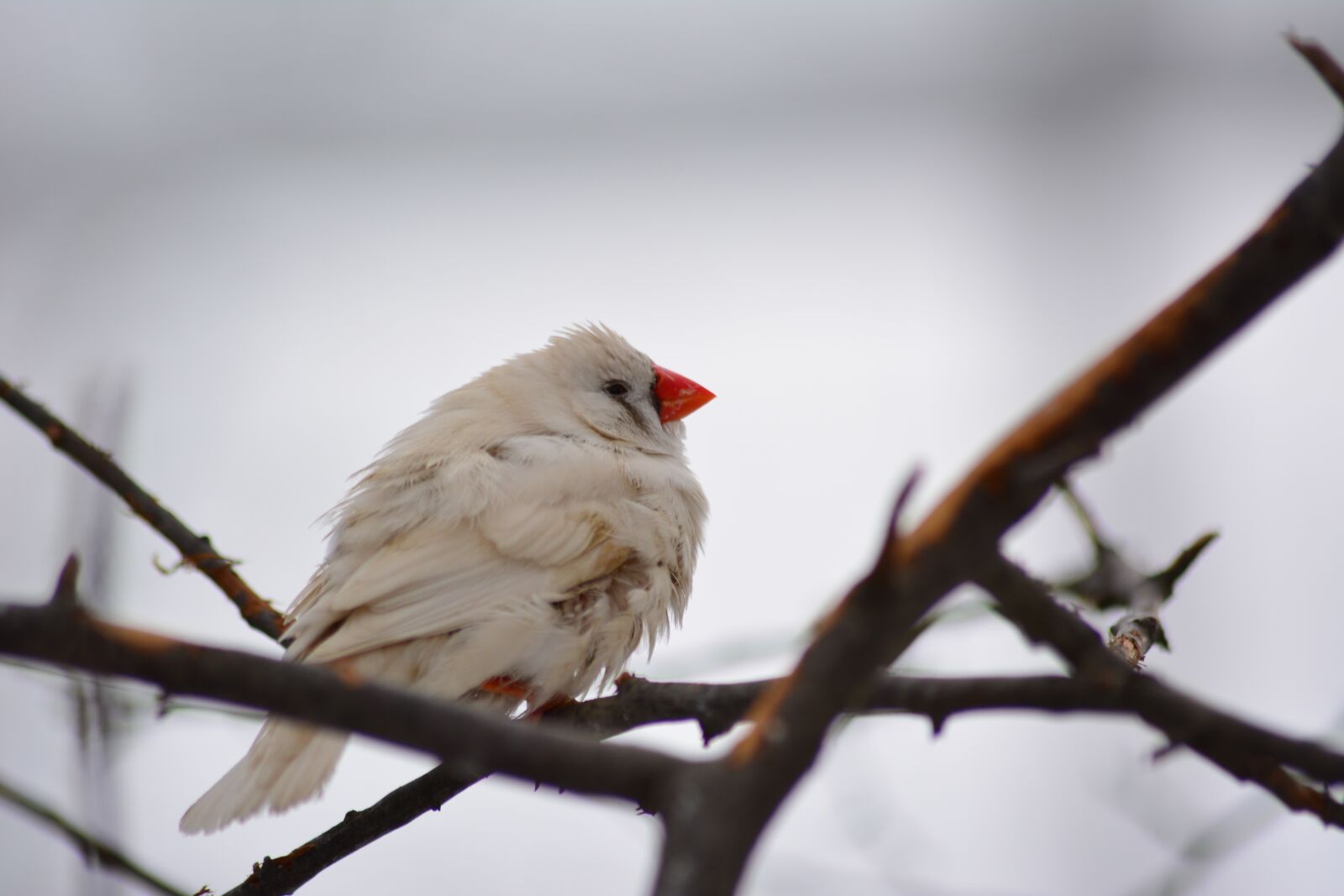 Nikon D5200 sample photo. Songbird, nature, winter photography