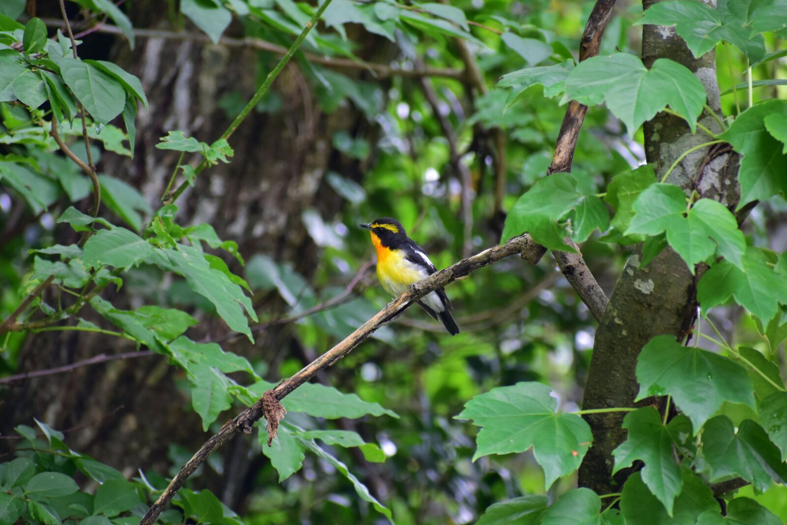 Nikon D7200 sample photo. Animal, forest, green photography