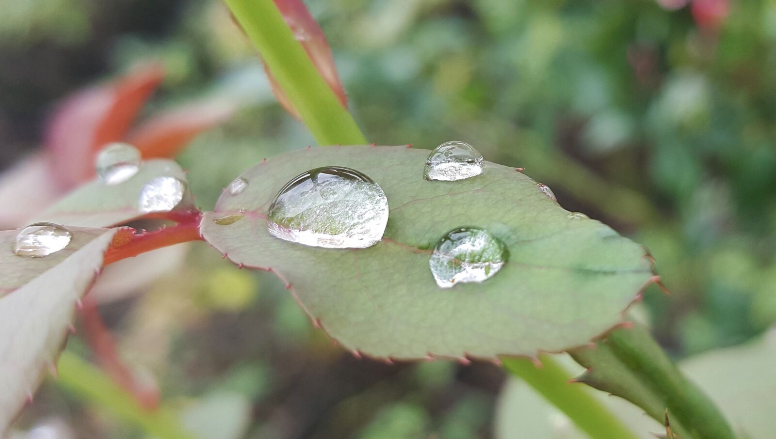 Samsung Galaxy Note5 sample photo. Leaf, leaves, rose leaf photography