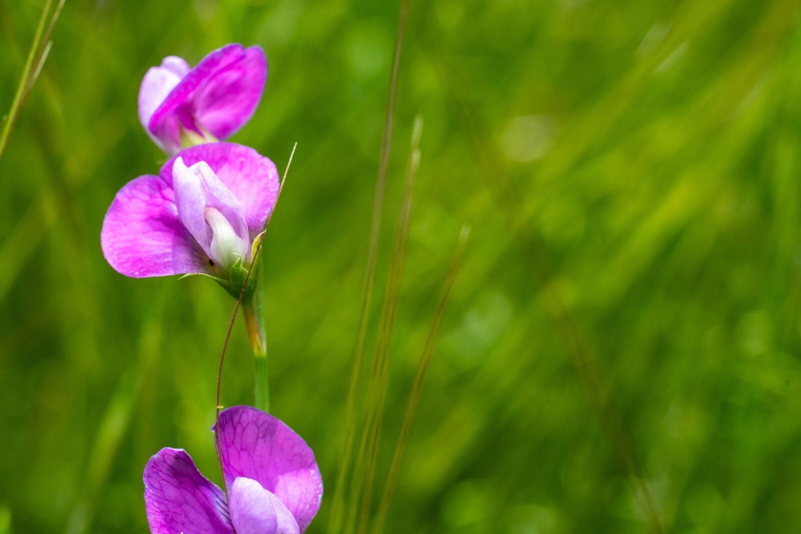 Sony a7 II sample photo. Purple, flower, nature photography