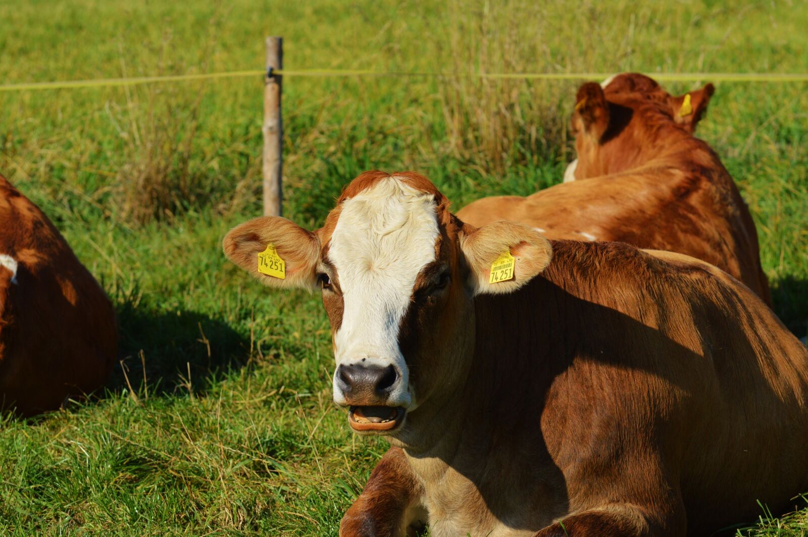 Nikon D3200 sample photo. Cow, animal, beef photography