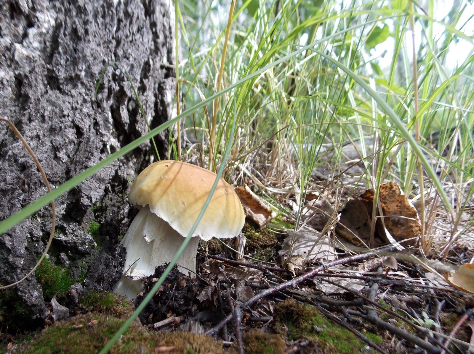 Nikon Coolpix L810 sample photo. гриб, лес, природа photography