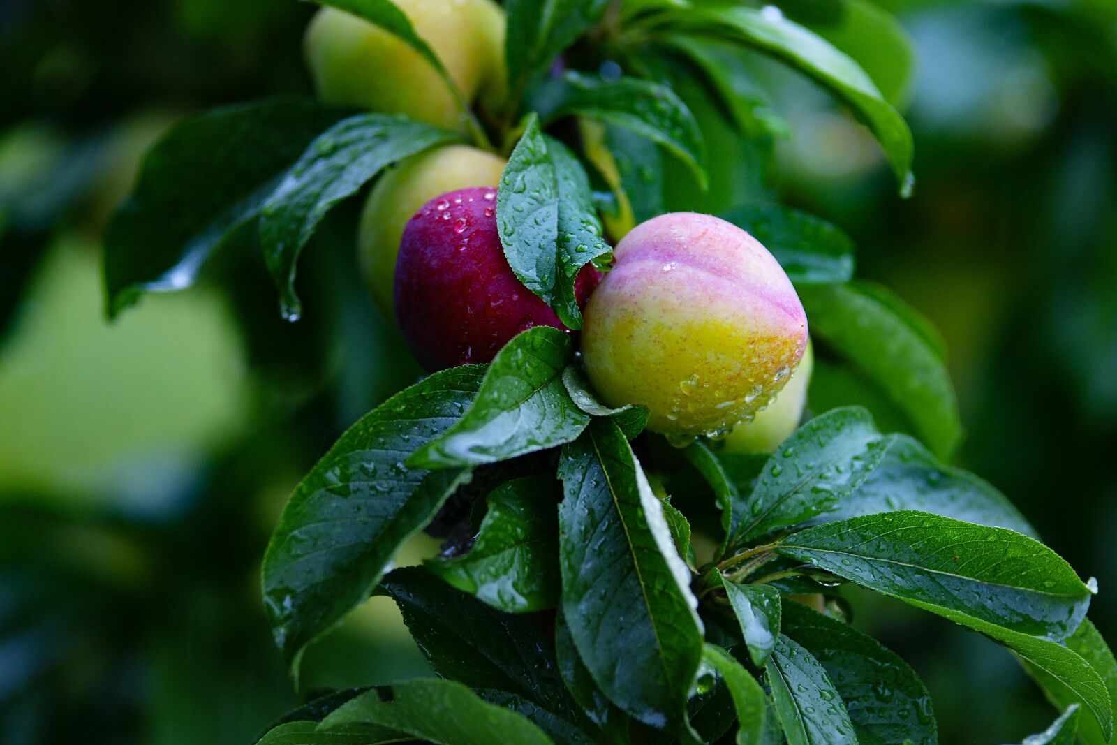 Sony Alpha DSLR-A700 sample photo. Pear, fruit, pears photography