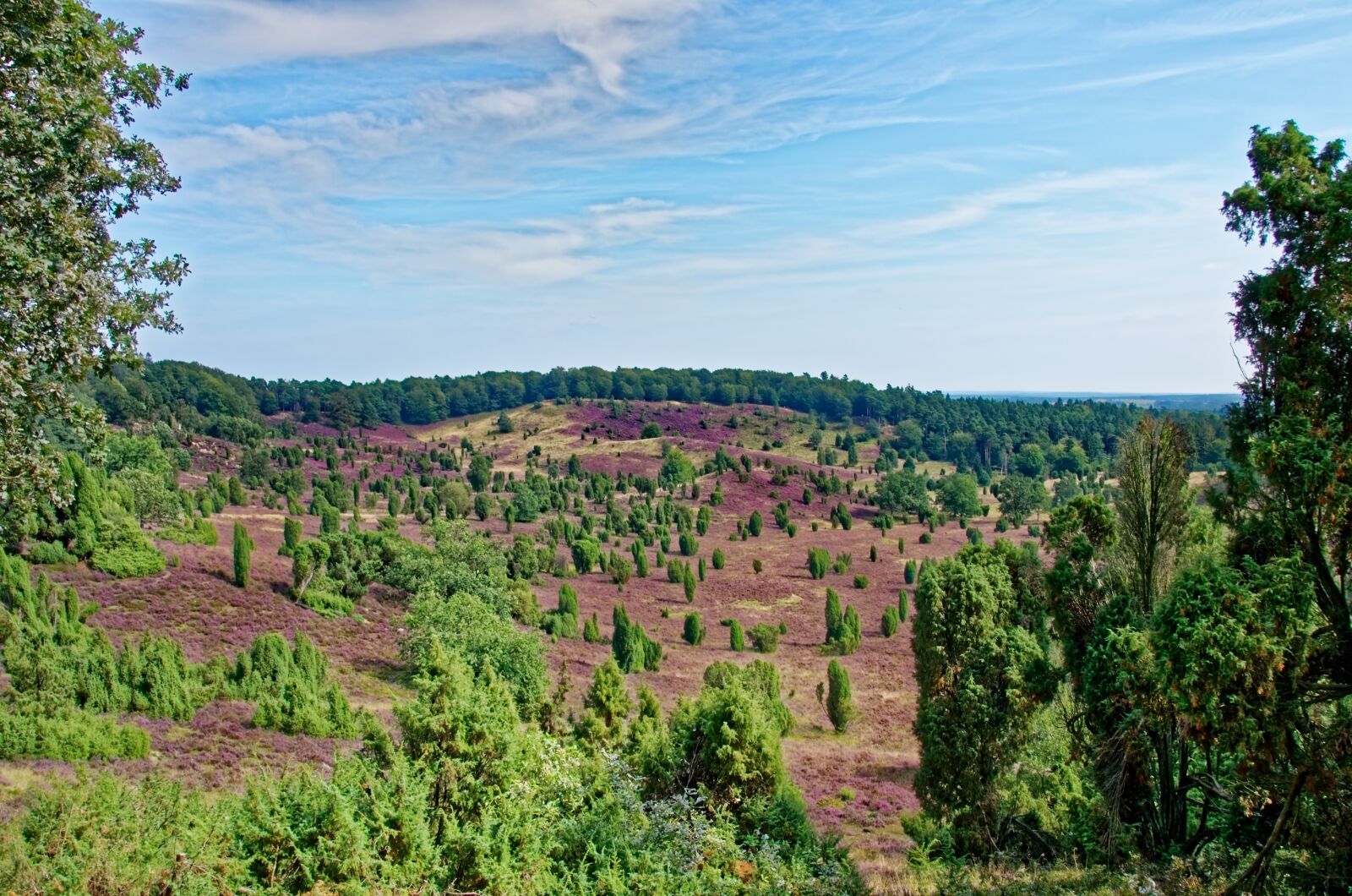 Nikon D7000 sample photo. Germany, l neburg heath photography