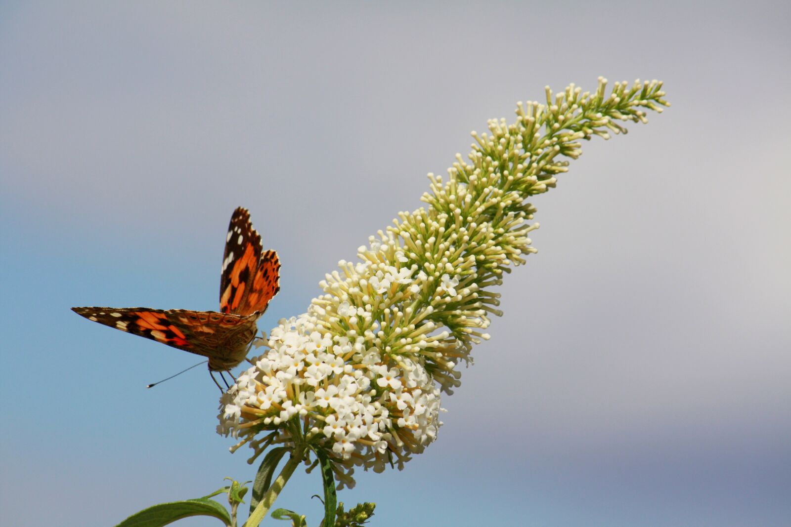 Canon EOS 450D (EOS Rebel XSi / EOS Kiss X2) sample photo. Butterfly, blossom, bloom photography
