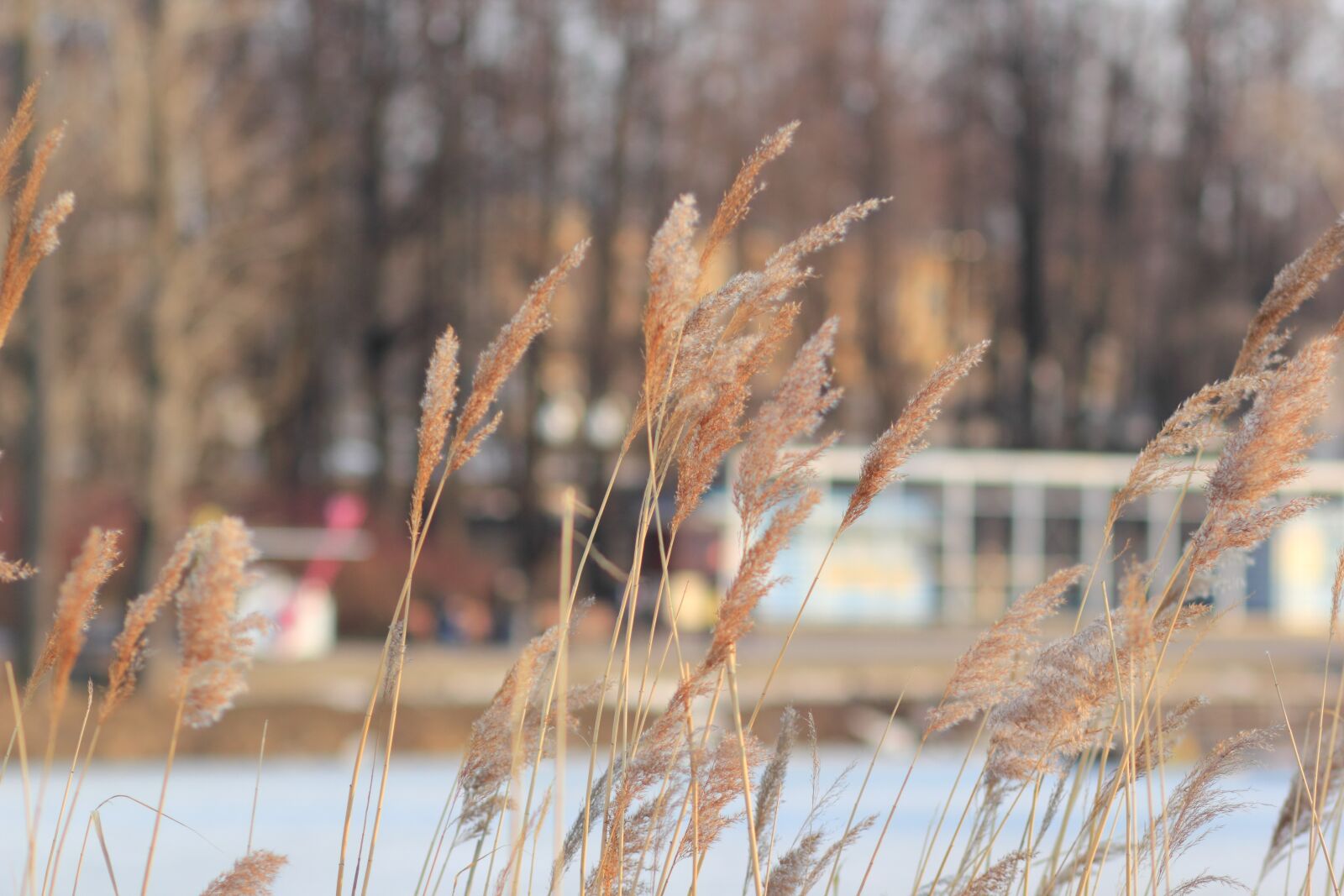 Canon EOS 550D (EOS Rebel T2i / EOS Kiss X4) sample photo. Nature, wind, landscape photography