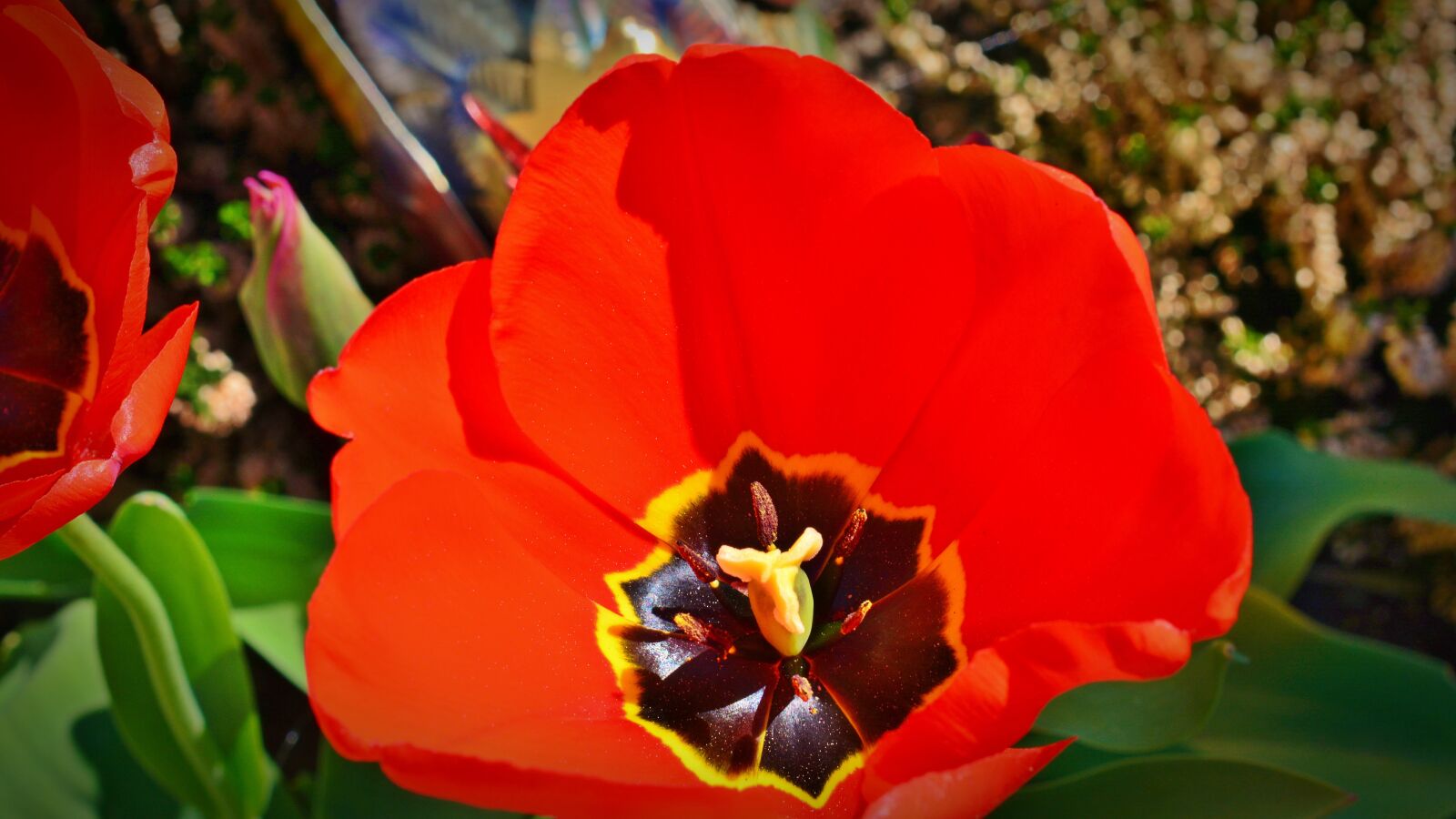 Nikon D5200 sample photo. Tulip, flower, garden photography
