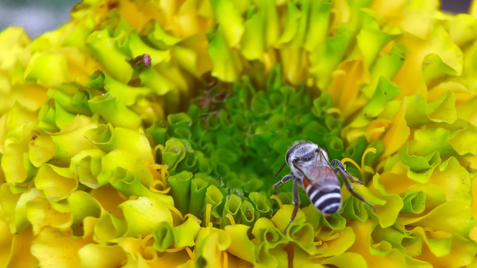 Nikon D7100 sample photo. Honeybee, bee, insect photography