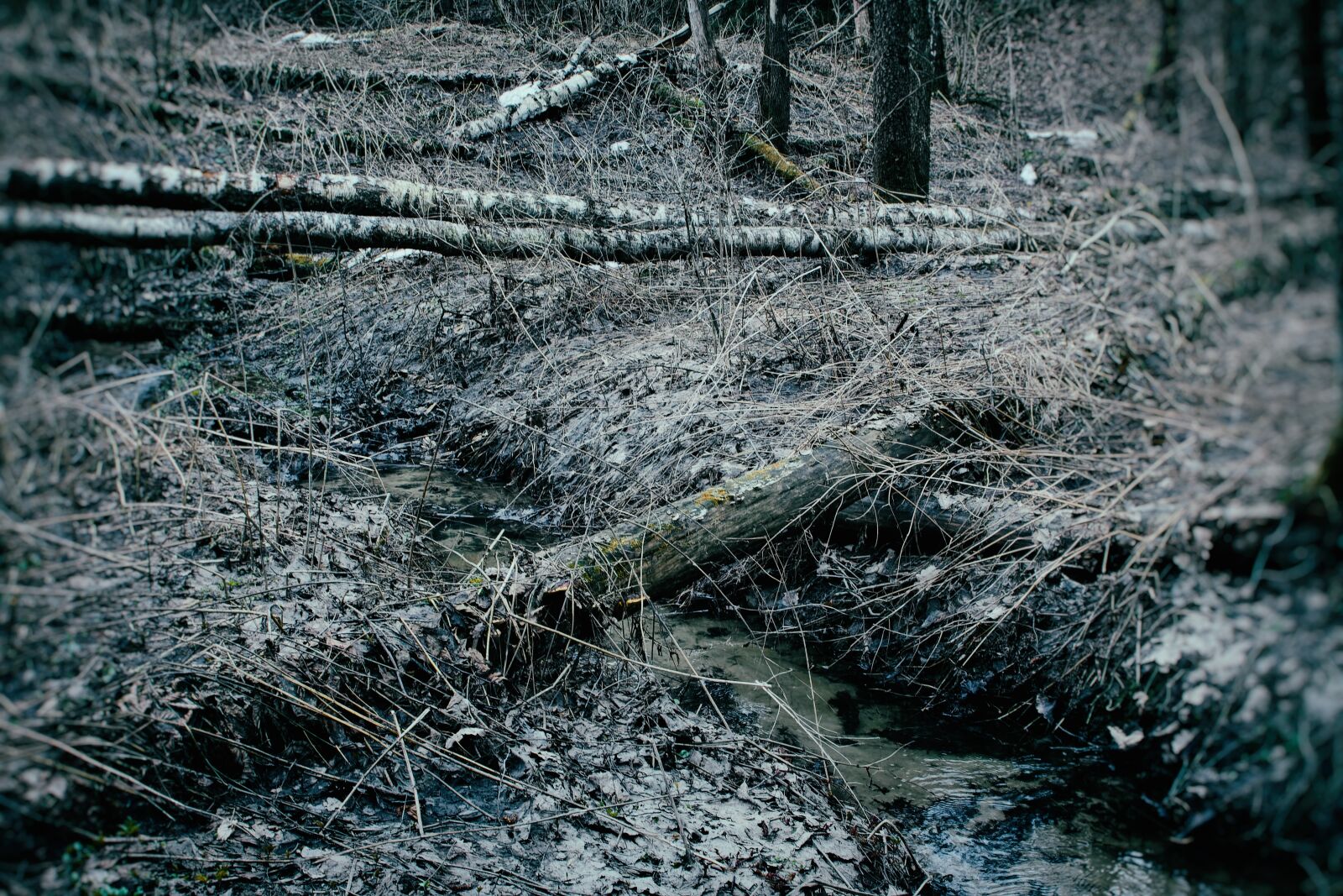 Canon EOS 500D (EOS Rebel T1i / EOS Kiss X3) sample photo. Winter, forest, cold photography