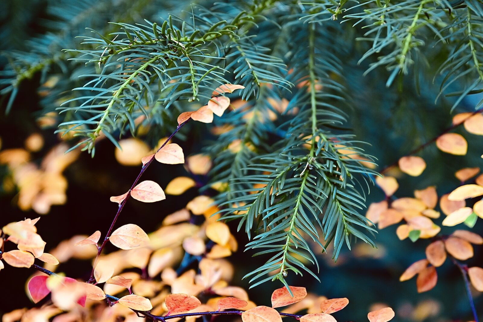 Nikon Nikkor Z 24-70mm F2.8 S sample photo. Fir tree, tannenzweig, evergreen photography