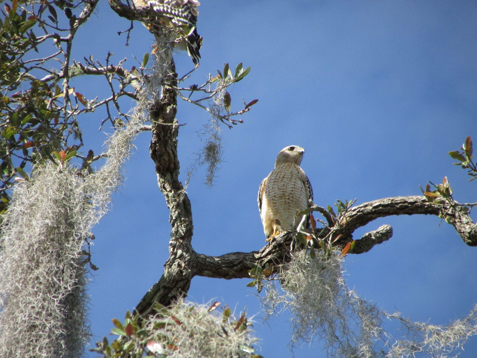 Canon PowerShot SX500 IS sample photo. Wildlife, bird, florida photography