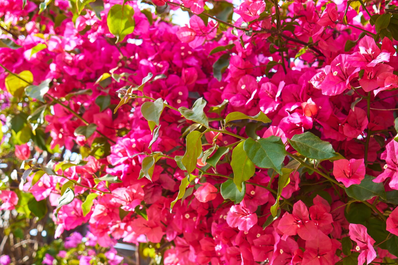 Sony a7R II sample photo. Flower, spring, summer photography