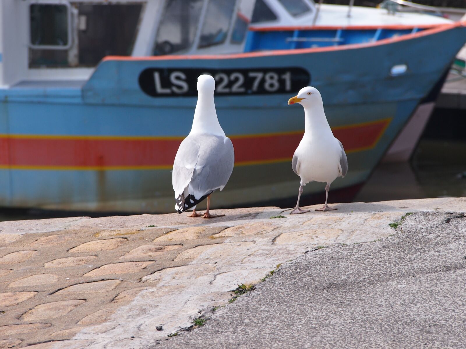 Olympus PEN E-PM1 sample photo. Gulls, port, vendée photography