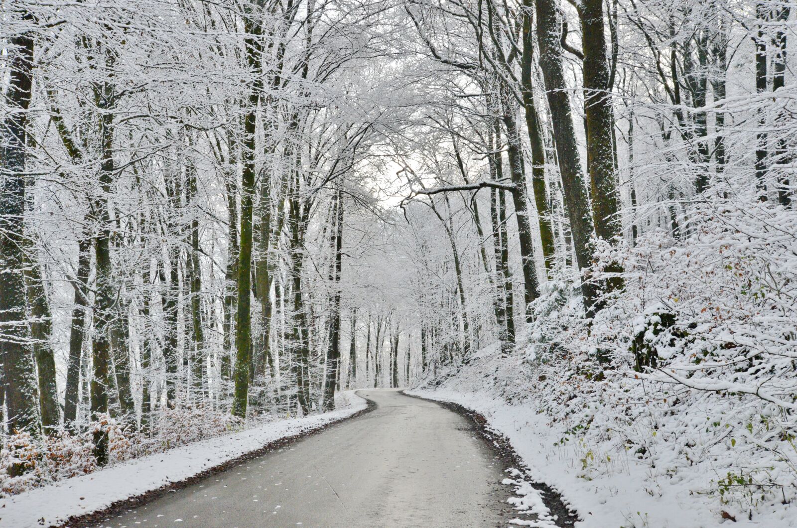 Nikon D600 sample photo. Forest, snow, winter photography