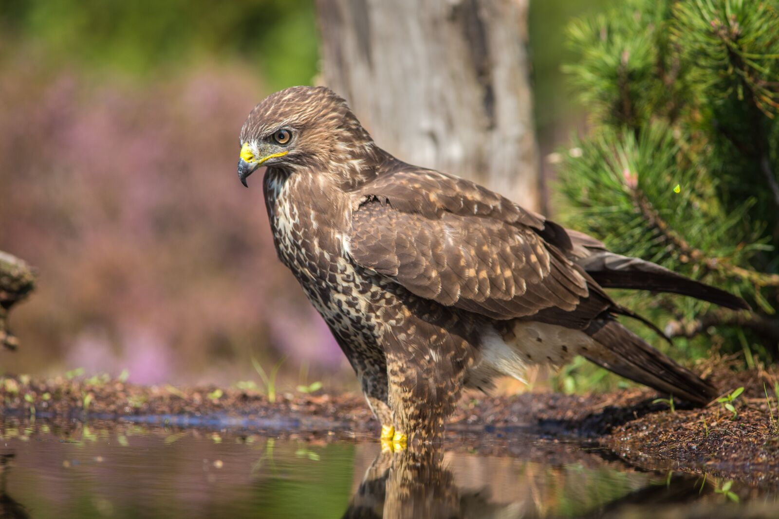 Canon EF 300mm F4L IS USM sample photo. Sparrowhawk, bird of prey photography