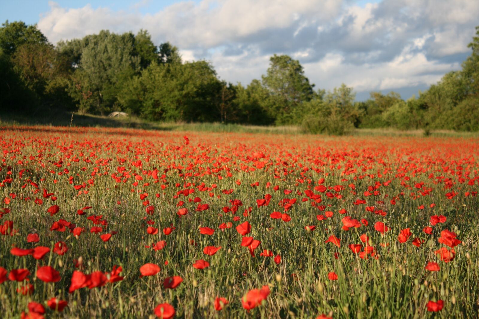 Canon EOS 400D (EOS Digital Rebel XTi / EOS Kiss Digital X) sample photo. Provence, poppies, field photography