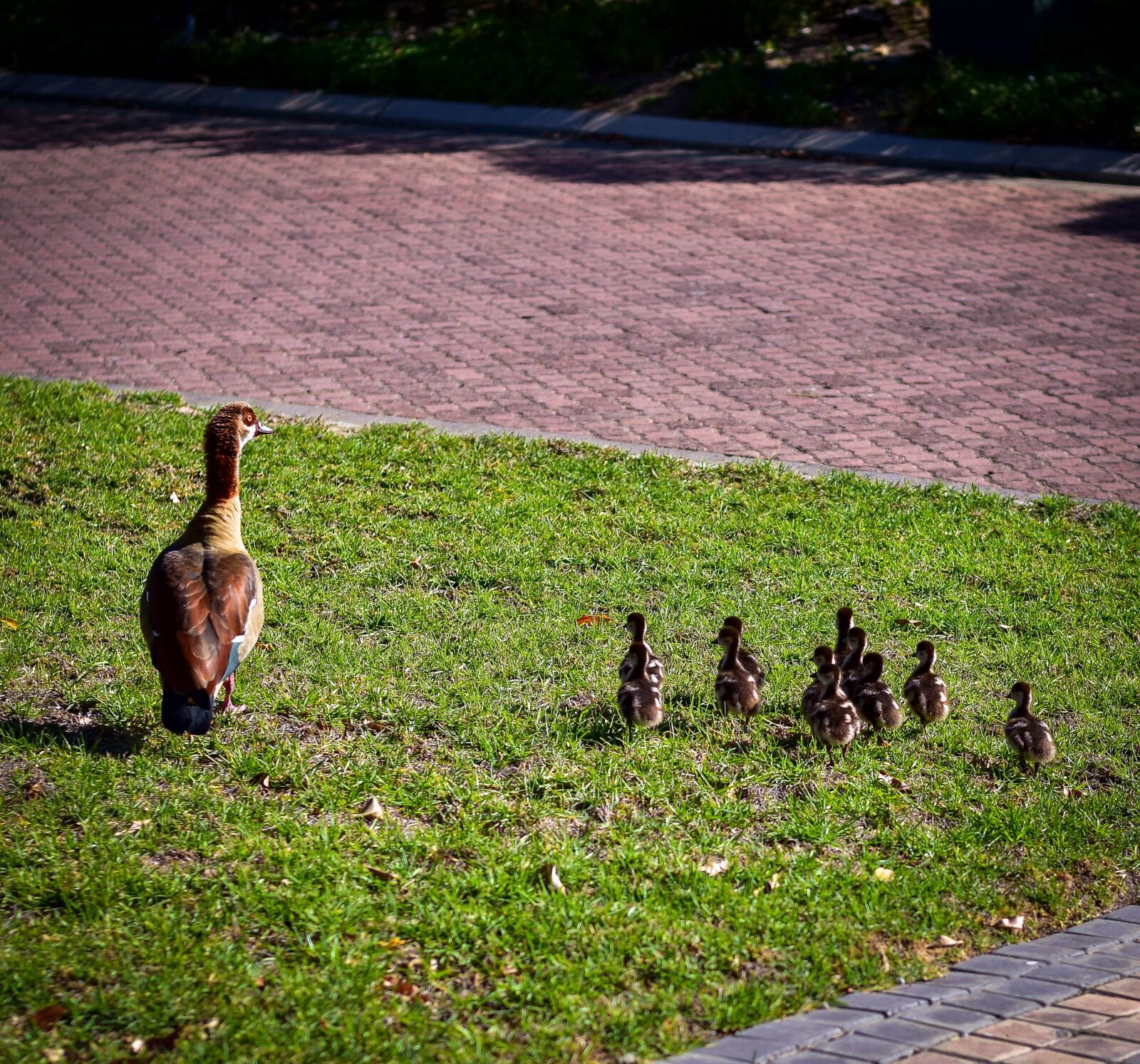 Nikon D5500 sample photo. Egyptian geese, goslings, gaggle photography