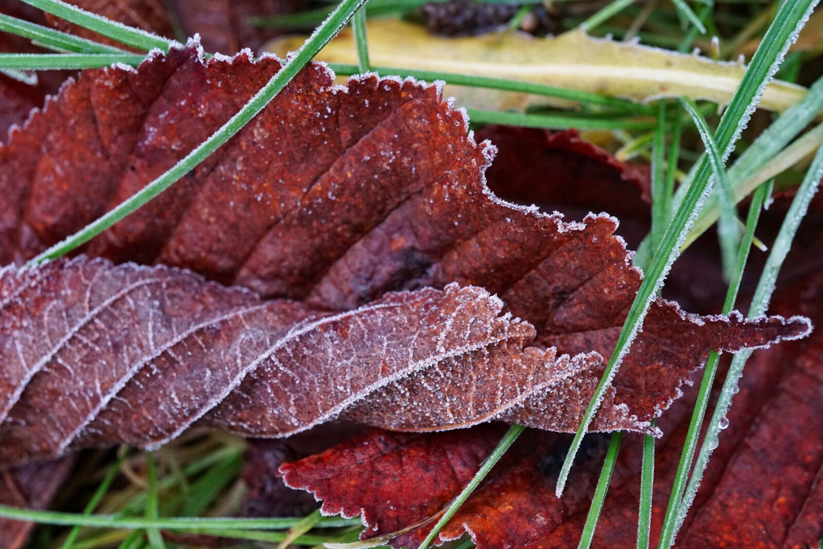 Sony a5100 + Sony E 30mm F3.5 Macro sample photo. Morning, frost, frosty photography