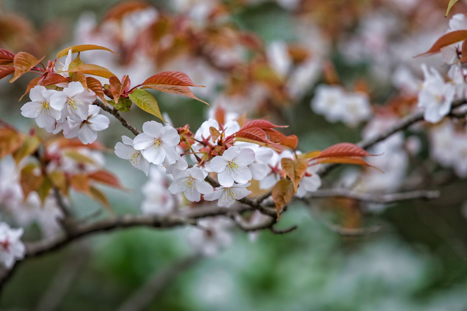 Canon EOS 5D Mark II sample photo. Flowers, prunus jamasakura, april photography