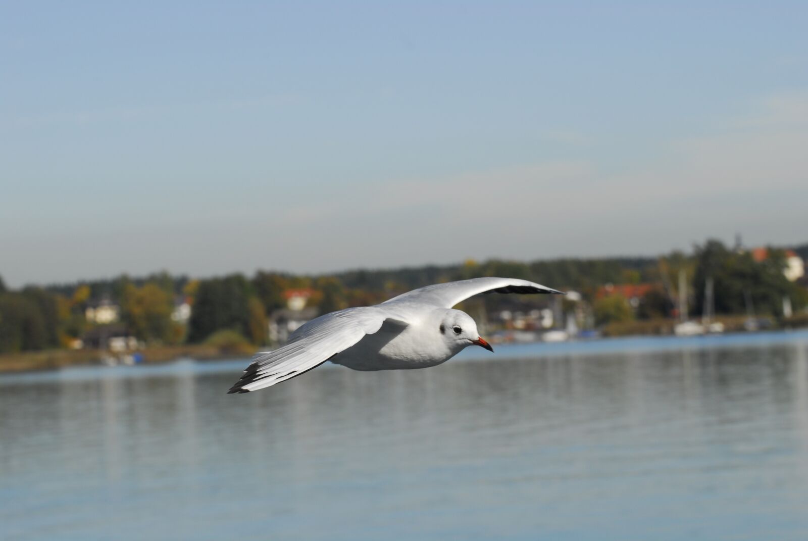 Nikon D200 sample photo. Movement, flying, weightless photography