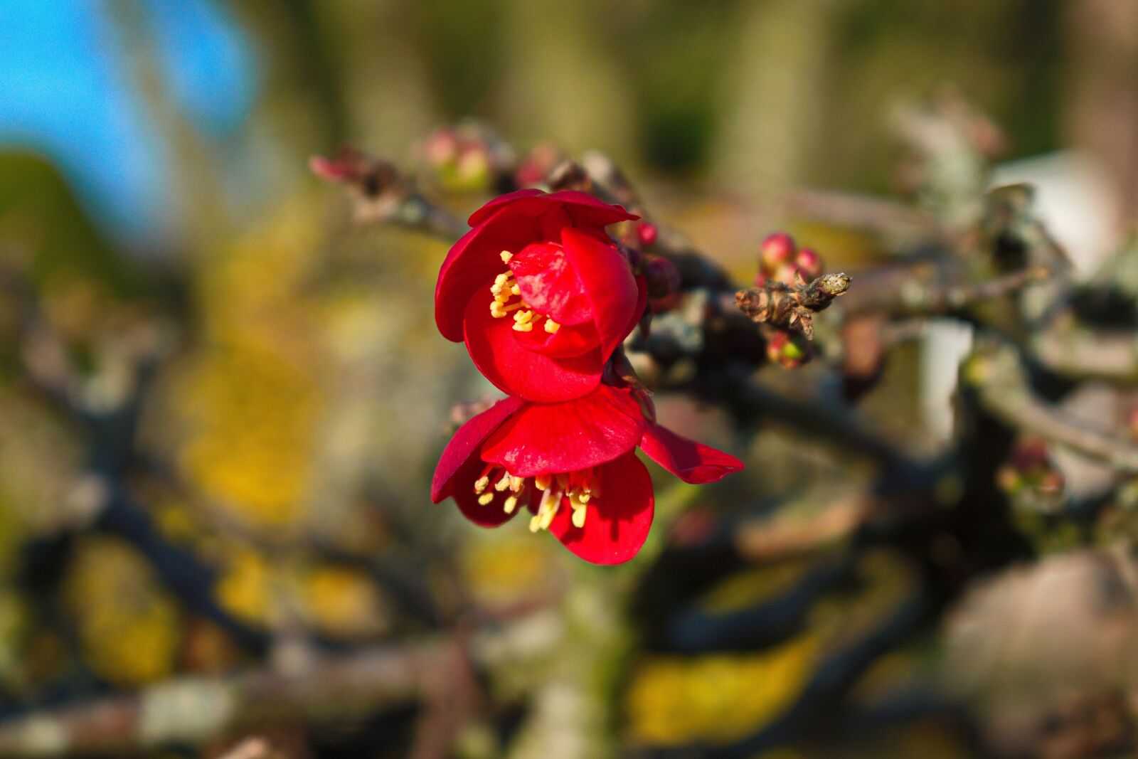Nikon D3300 sample photo. Flower of january, rose photography