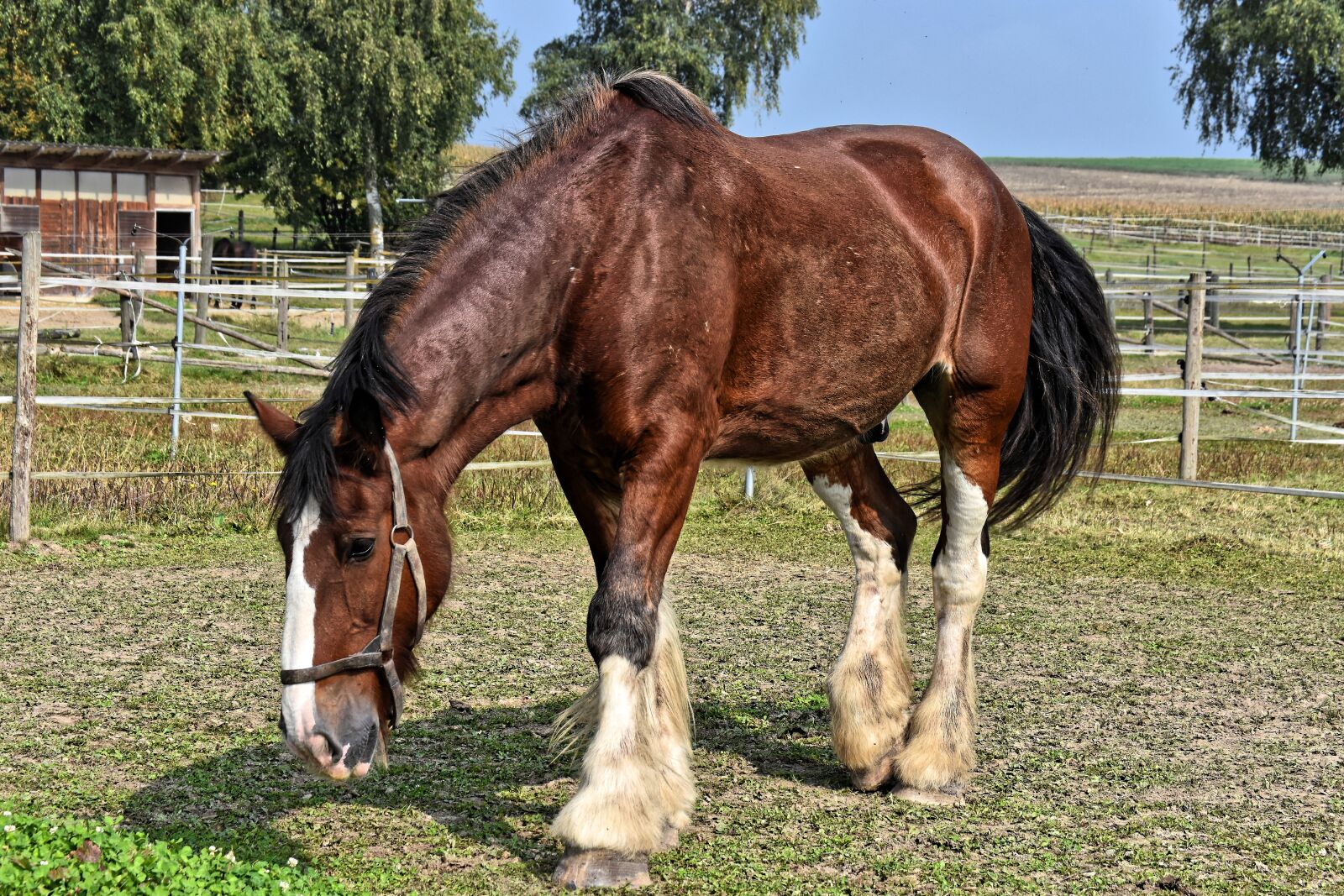 Nikon D7200 sample photo. Shire horse, horse, coupling photography