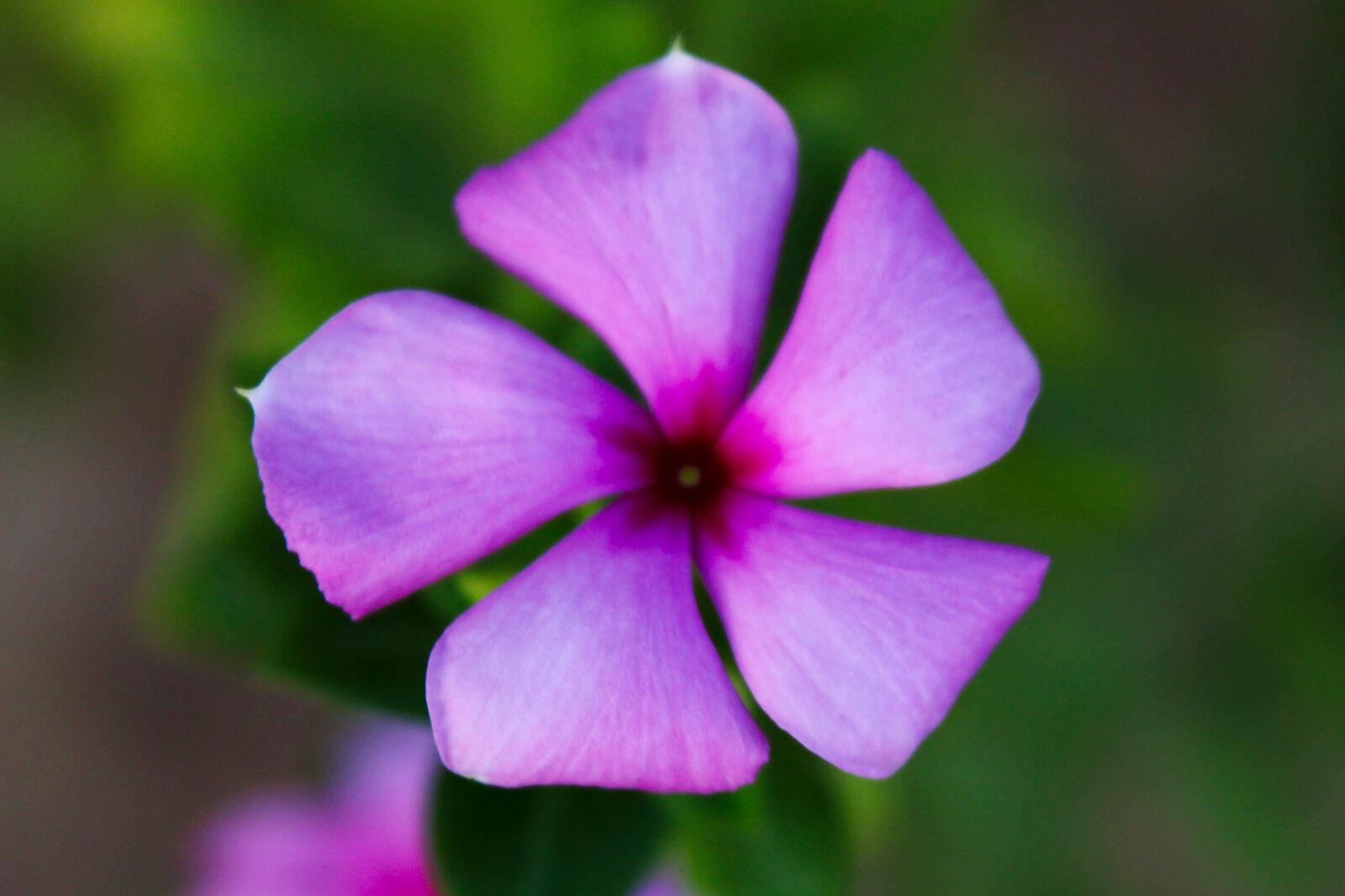 Canon EOS 1200D (EOS Rebel T5 / EOS Kiss X70 / EOS Hi) sample photo. Flower, nature photography