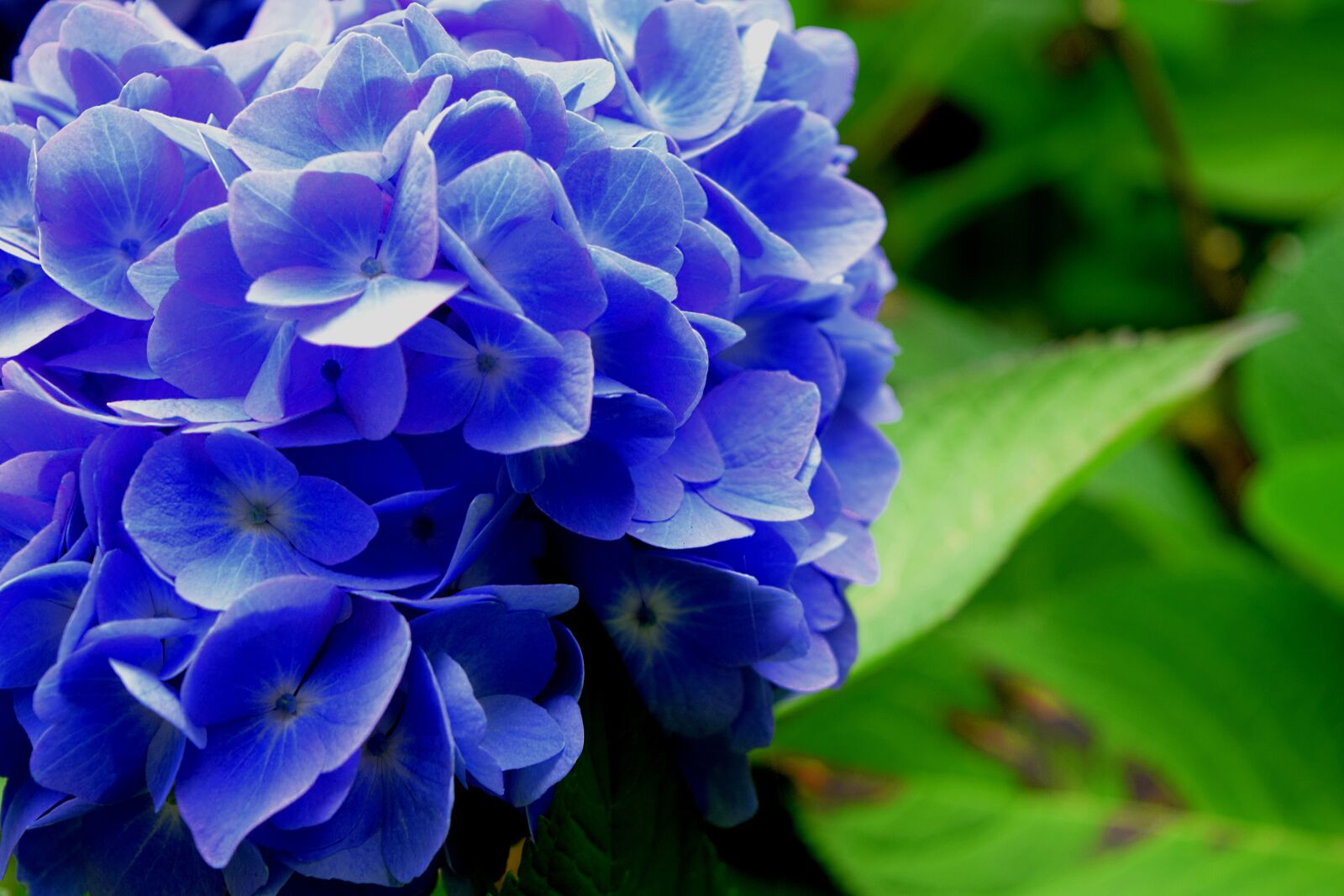 Nikon D3300 sample photo. Hydrangea, flower, blue photography