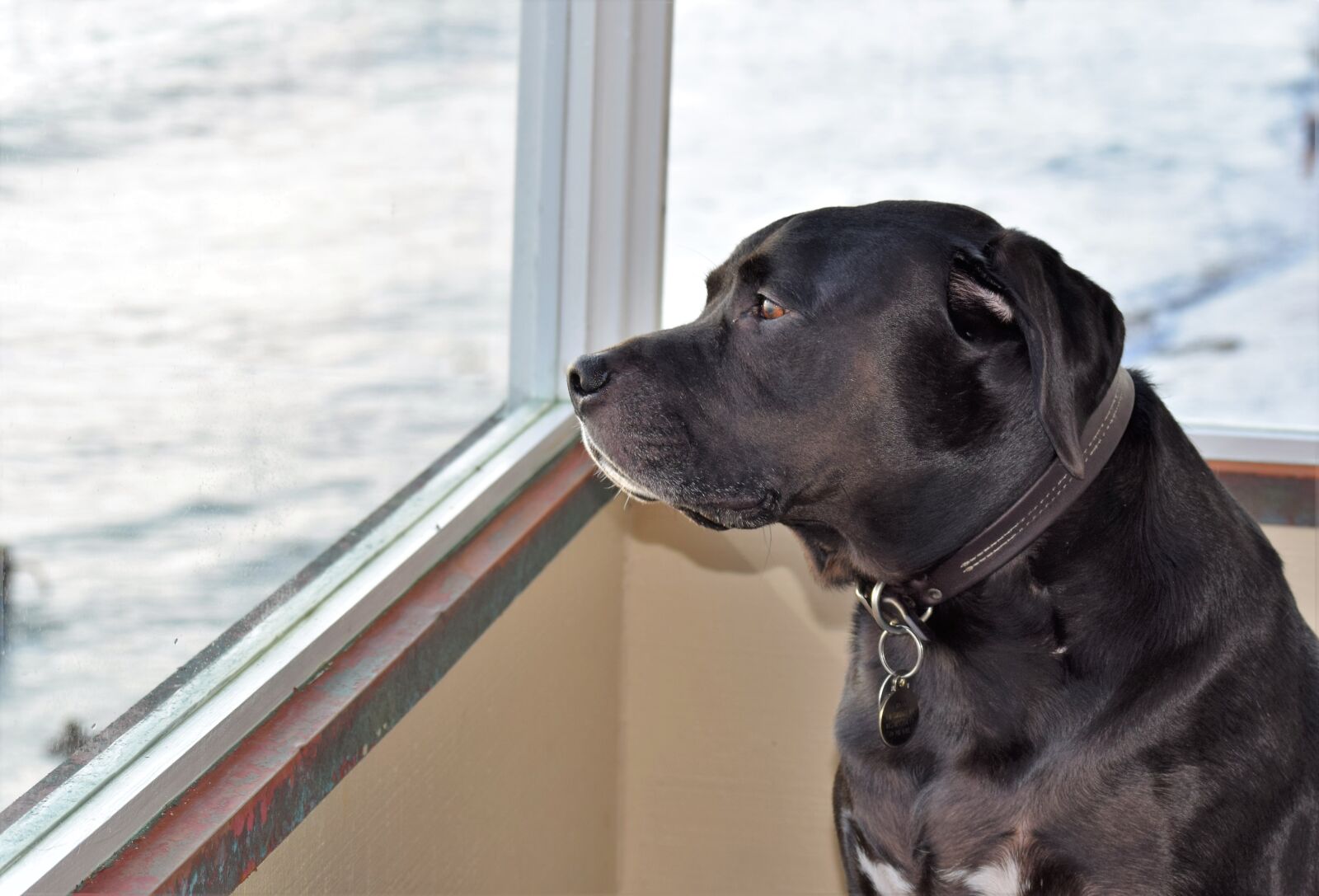 Nikon D3300 sample photo. Lab, dog, retriever photography