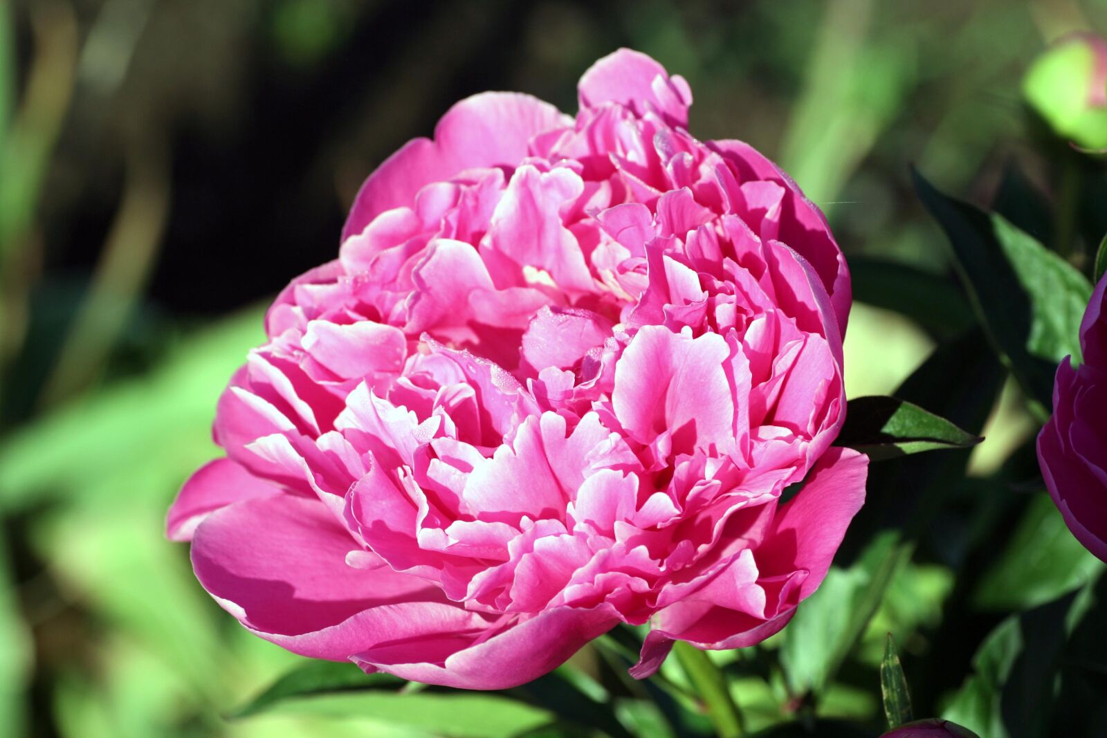 Canon EOS 350D (EOS Digital Rebel XT / EOS Kiss Digital N) sample photo. Peony, flower, hatching photography