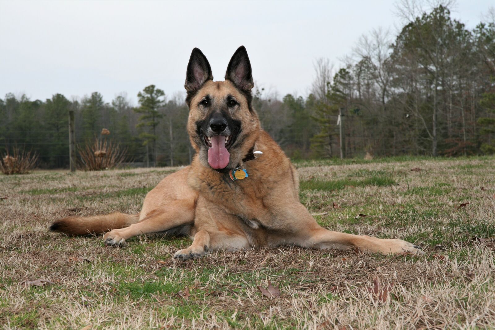 Canon EOS 400D (EOS Digital Rebel XTi / EOS Kiss Digital X) sample photo. German shepherd, dog, cute photography