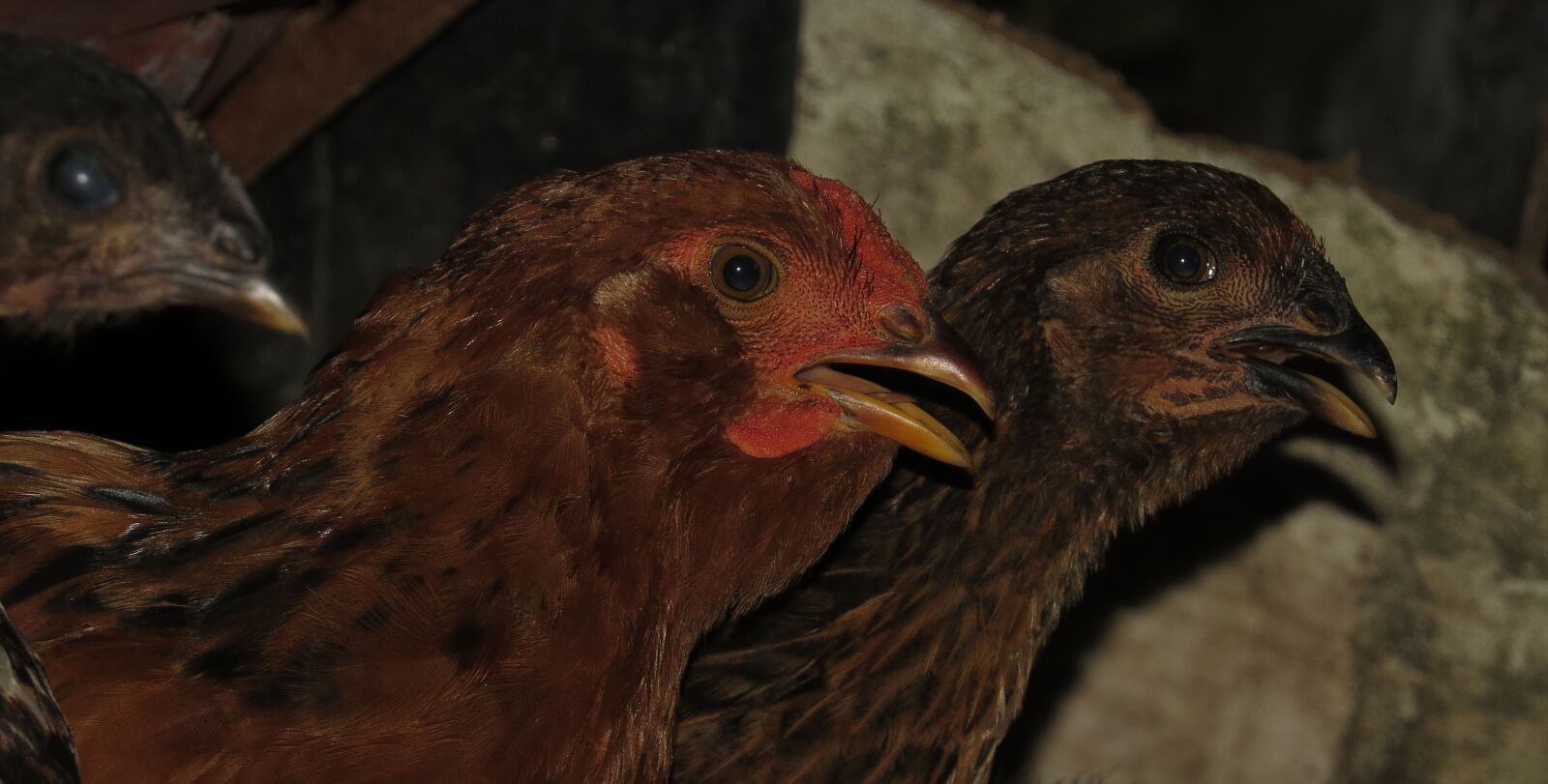 Canon PowerShot SX50 HS sample photo. Poultry, hens, chickens photography