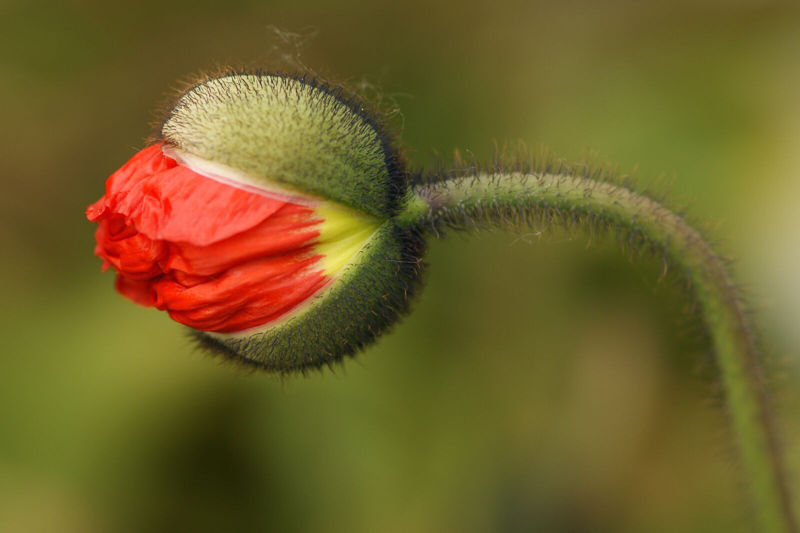 Sony Alpha DSLR-A350 sample photo. Poppy flower, blossom, poppy photography